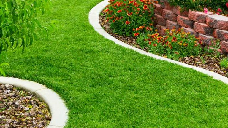 Should You Install Your New Lawn Using Seed Or Sod?