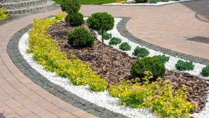 drought tolerant plants