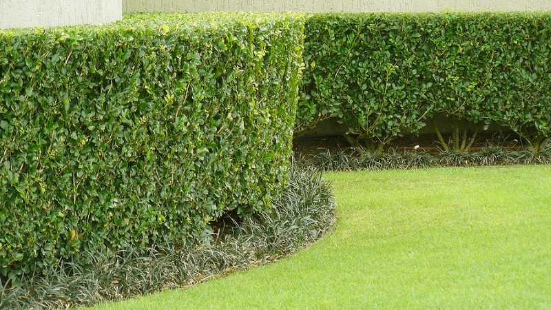 hedge and bush trimming