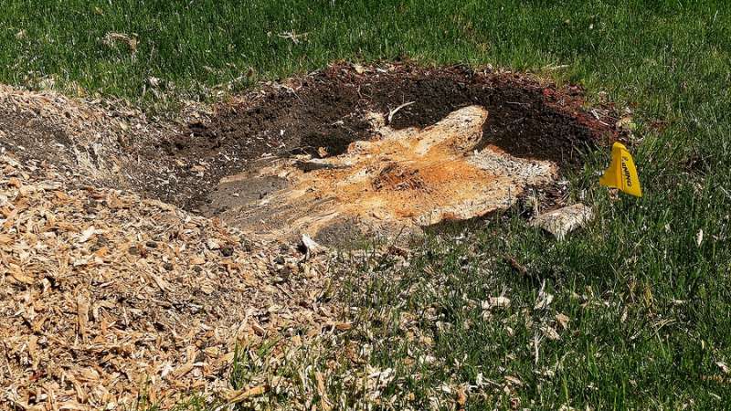 Stump Grinding Services