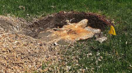 stump grinding and removal