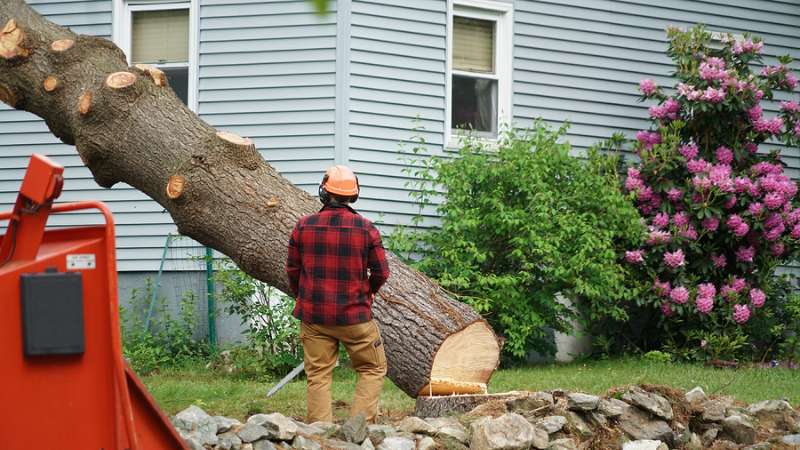 Tree Removal Services